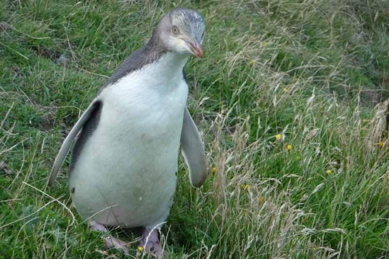 Nieuw-Zeeland 2011 - 2069
